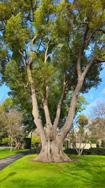 Güzel ağaçlar, farklı çalılar ve bitkiler. Capitol Parkı. Sacramento.