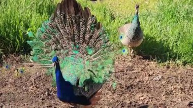 Tavus kuşları yürüyüşe çıktı..