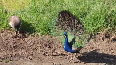 Tavus kuşları yürüyüşe çıktı..