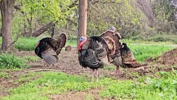 Turkeys Out Walk — Stock Video