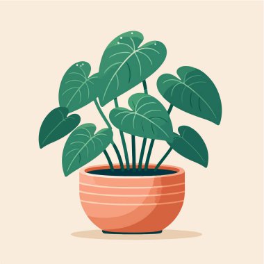 düz dizayn doğal kalp şekli alocasia ev bitkisi bir kap vektör illüstrasyonunda
