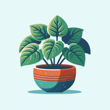 düz tasarım doğal kalp şekli alocasia ev bitkisi dekorasyon vektörü çizimi için