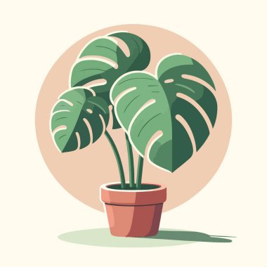 düz tasarım güzel Montserra yapraklı ev bitkisi kahverengi tencere vektör çiziminde