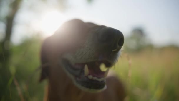 Güneş Batarken Açık Havada Çimlerde Köpek Gezdiren Yakın Çekim Kameraları — Stok video