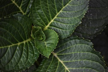 Sivri yeşil yapraklardan oluşan doğal bir spiral.