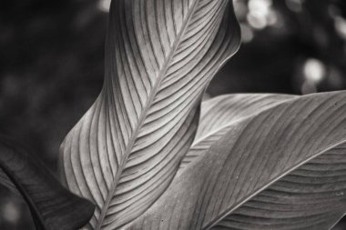 Sakin bulanık siyah ve beyaz yaprak