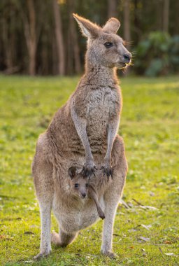 Mother kangaroo with her baby joey sticking her head out of the pouch. clipart