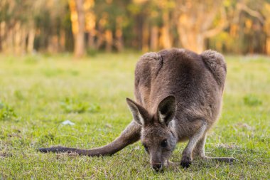 Australian kangaroo eating grass in the field with copy space. clipart