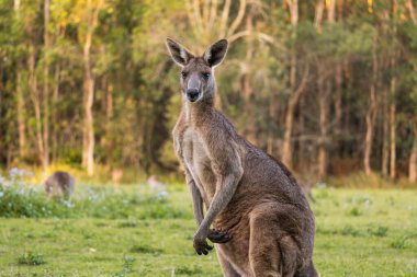 Adult kangaroo raised looking towards camera in the middle of the forest. Copy space. clipart