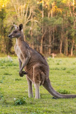 Adult kangaroo in Coombabah Park, Queensland, Australia. clipart