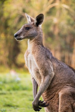 Portrait of an adult kangaroo from the side in Coombabah Park, Queensland, Australia. clipart