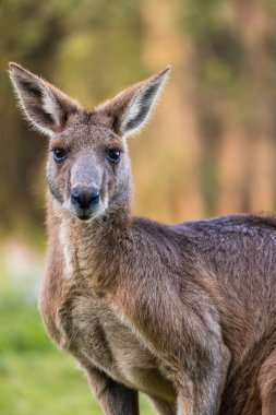 Close-up of an adult kangaroo staring at camera in Coombabah Park, Queensland, Australia. clipart