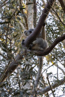 Koala resting on top of a eucalyptus tree in Coombabah Park, Queensland, Australia. clipart
