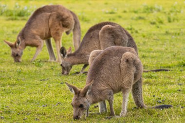 Three young kangaroos eating grass in Coombabah Park, Queensland, Australia. clipart