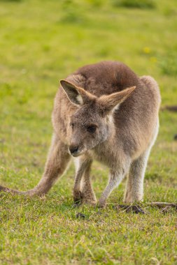 Small kangaroo eating grass alone in Coombabah National Park, Queensland, Australia. clipart
