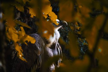 Sıcak renklere sahip yapraklar ormanı ve arka planda bir grifon akbabası, Gyps fulvus,.