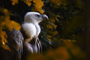 Griffon akbabası, Gyps fulvus, bir ağacın tepesindeki yuvasını korumak için çevreyi gözlüyor..