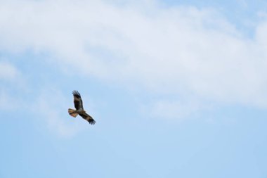 Harika bir kahverengi kartalın arka planı mavi gökyüzünde tek başına uçuyor ve bakıyor. Boşluğu Kopyala.
