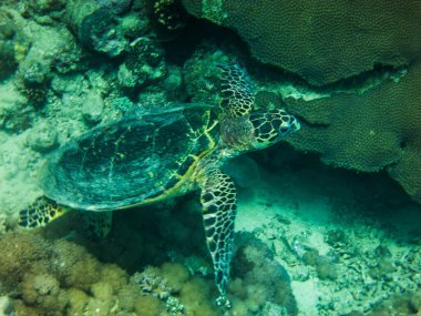 Kızıl Deniz 'de Sualtı, Jeddah, Suudi Arabistan