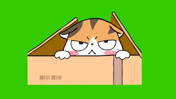 Narancs Macska Aranyos Animáció Zöld Képernyõ Érzelem Karakter Videó — Stock videók