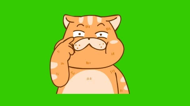 Rolig Katt Animation Grön Skärm Känslor Karaktär Video — Stockvideo