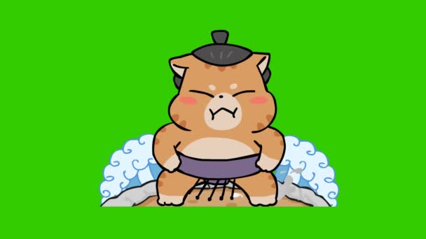Анімація Сумо Кішки Зеленому Екрані Емоційний Персонаж Відео — стокове відео