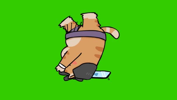 Sumo Gato Animação Tela Verde Emoção Personagem Vídeo — Vídeo de Stock