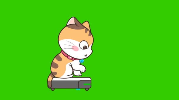 Καλοκαίρι Γάτα Animation Στην Πράσινη Οθόνη Συναίσθημα Χαρακτήρα Βίντεο — Αρχείο Βίντεο