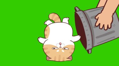 Yeşil ekranda komik kedi animasyonu, duygu karakteri 4k video