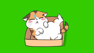 Kutuda Uyuyan Kedi - Kolay Birleşim İçin Yeşil Ekran