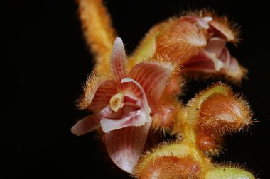 Trichotosia, Endonezya Yeni Gine 'den kıllı orkideler