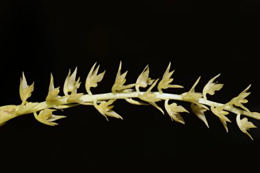 Siyah izole edilmiş, kapalı, şişkinlik orkide çiçekleri.