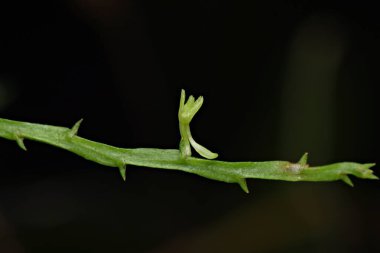 Endonezya Yeni Gine 'den Taeniophyllum' un (Orkide) fotoğrafını kapat