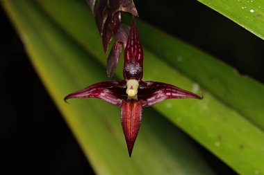 Güzel Mor Orkidenin Yakın Çekimi (Bulbophyllum Sp.)