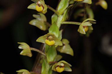 Şirin sarı şişkinlik orkidesinin (Pinalia sp..)