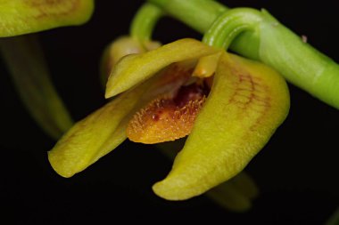 Eşsiz orkidelerin, sarı çiçeklerin yakın fotoğrafını çek.