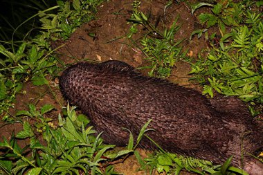 Uzun gagalı Echidna, Zaglossus bruijnii, Endonezya Yeni Gine 'sinde yiyecek arıyor.