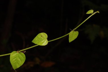 Siyah arkaplan ile kalp şeklindeki yeşil yaprakların yakın fotoğrafı