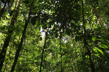 Endonezya 'nın Yeni Gine' sinde el değmemiş Tropikal Yağmur Ormanları