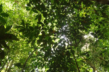 Endonezya 'nın Yeni Gine' sinde el değmemiş Tropikal Yağmur Ormanları