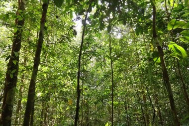 Endonezya 'nın Yeni Gine' sinde el değmemiş Tropikal Yağmur Ormanları