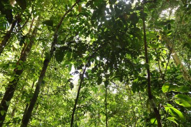Endonezya 'nın Yeni Gine' sinde el değmemiş Tropikal Yağmur Ormanları