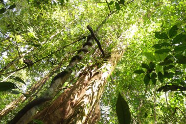 Endonezya 'nın Yeni Gine' sinde el değmemiş Tropikal Yağmur Ormanları