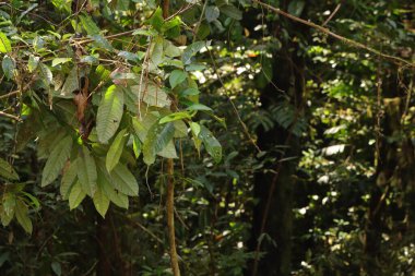 Endonezya Yeni Gine 'den tropikal yağmur ormanlarındaki genç ağaç