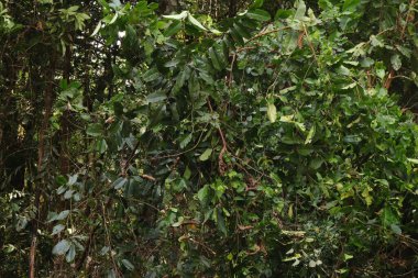 Endonezya Yeni Gine 'den tropikal yağmur ormanlarındaki genç ağaç