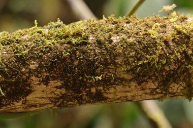 Endonezya Yeni Gine 'den beyaz ağaç gövdesinin yosunlu fotoğrafını kapat