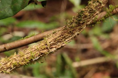 Endonezya Yeni Gine 'den beyaz ağaç gövdesinin yosunlu fotoğrafını kapat