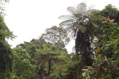 Endonezya 'nın Yeni Gine' sinde el değmemiş Tropikal Yağmur Ormanları