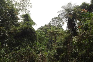 Endonezya 'nın Yeni Gine' sinde el değmemiş Tropikal Yağmur Ormanları