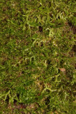 Endonezya Yeni Gine 'den yeşil yosunların yakın çekim fotoğrafı